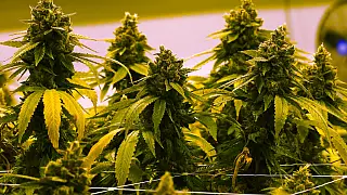 plante de cannabis séchée et prête à être consommé pour se droguer