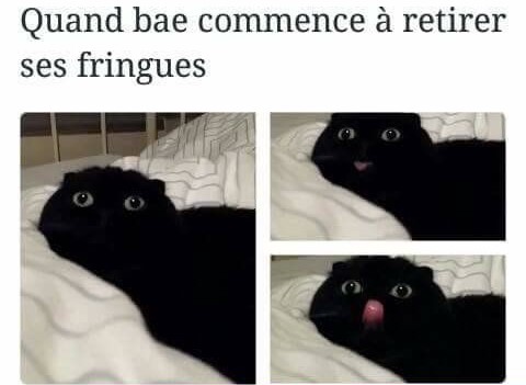 meme chat qui se leche la bouche 