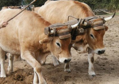 deux vaches de trait