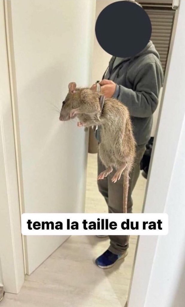meme tema la taille du rat