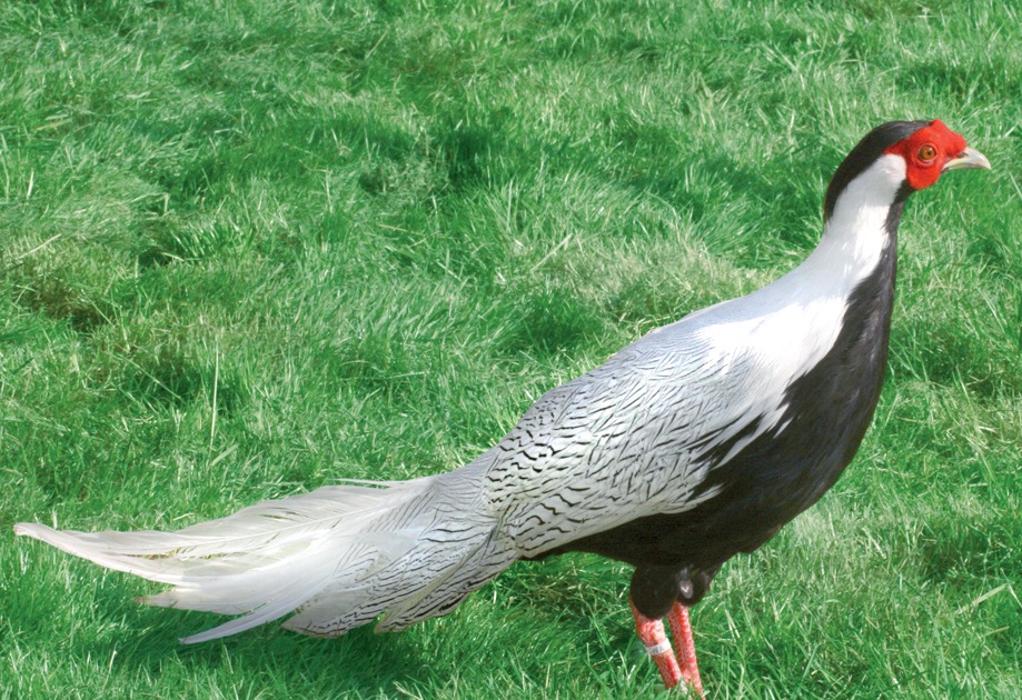 un Faisan argenté qui marche sur l