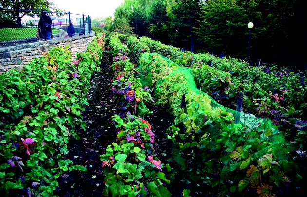 vigne morillons en plein paris