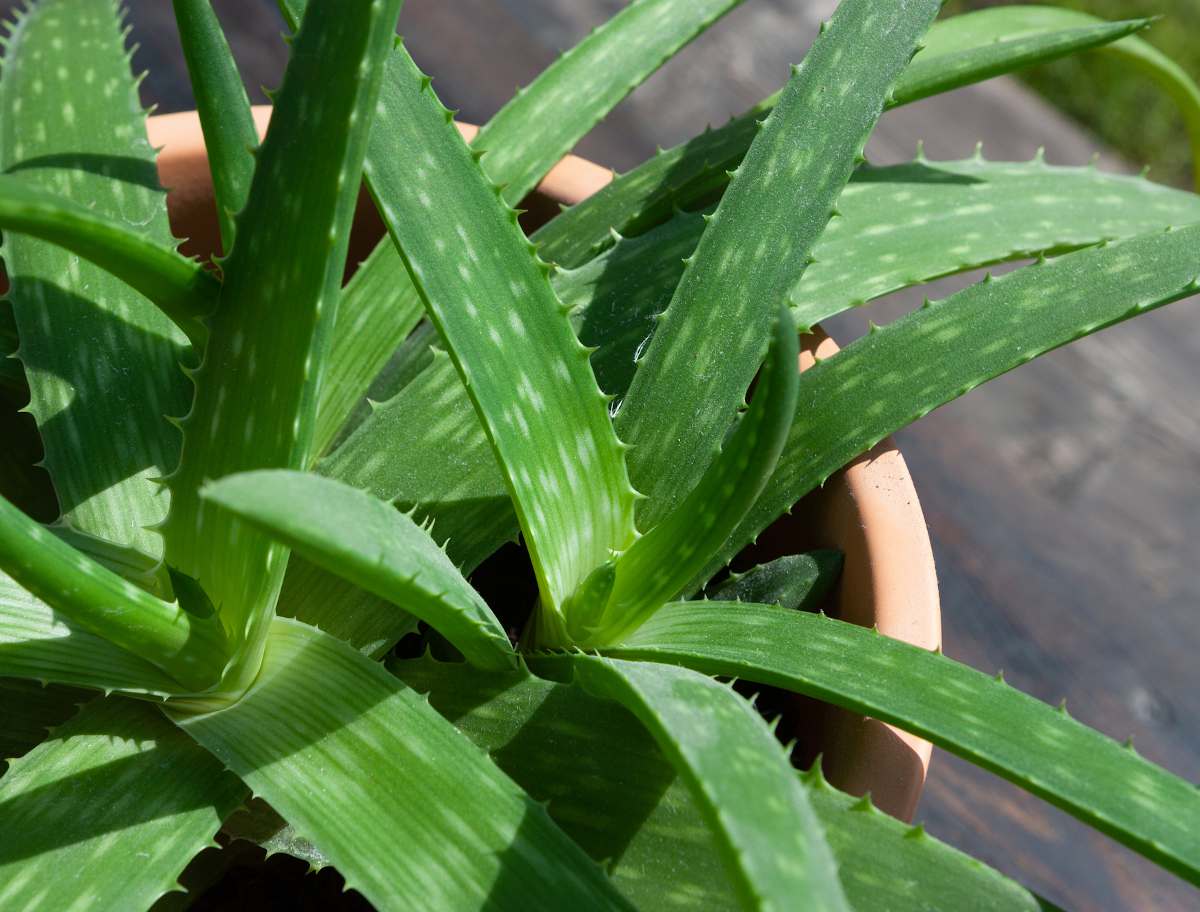 photo d une plante verte avec piques dans un pot 