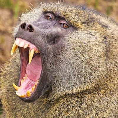 babouin qui ouvre la bouche en grand qui a l