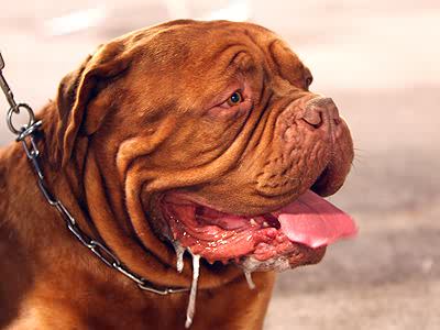 chien qui bave en laisse 