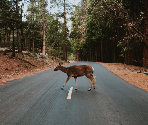 biche fait un blocage sur la route