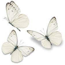 Signe de bon présage papillons blancs