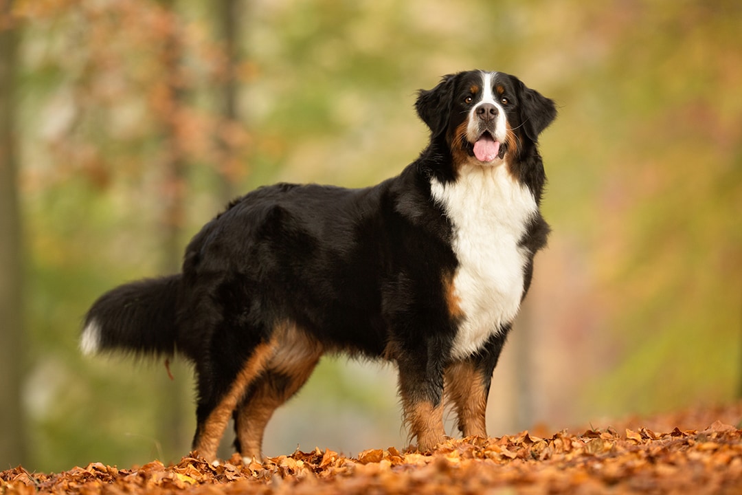 un chien bouvier