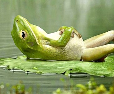 grenouille qui fait bronzette sur une feuille de nénuphar