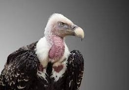 charo charognard vautour - définition Megadico