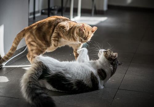 deux chats félins combat