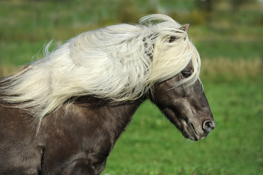 cheval cours dans un champ