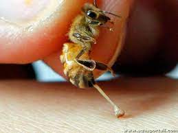 Guèpe avec dard entre les mains d