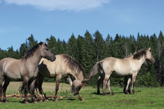 Un troupeau de konik en semi-liberté - Définition MegaDico