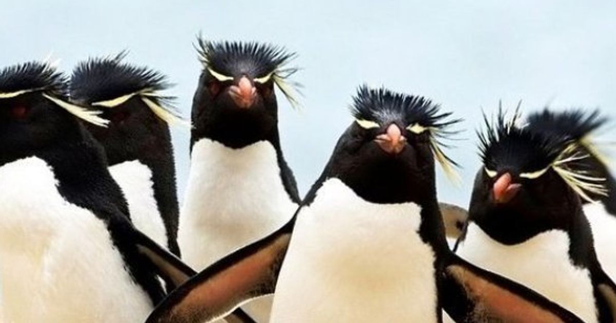 manchots empereurs groupe oiseaux marins