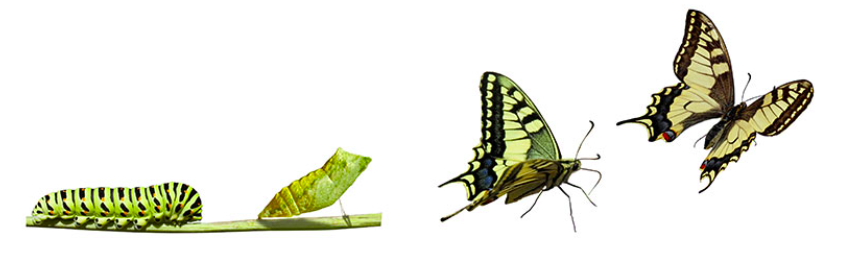 métamorphose papillon 