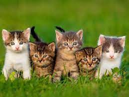 Photo de plusieurs minou dans l