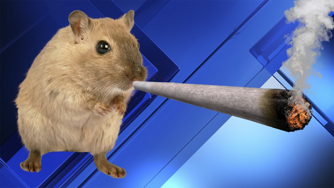 hamster qui fume un gros petard