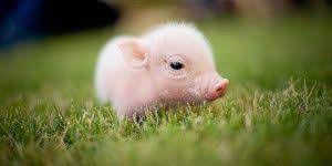 petit cochon dans l