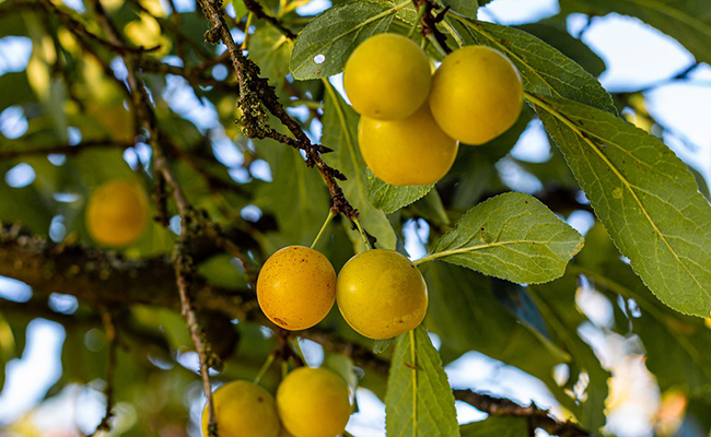 branche et fruit prunier reine claude