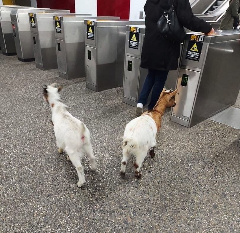 chèvres dans le métro RATP - Définition Megadico 