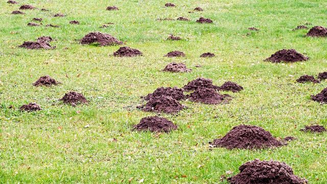 galerie taupe dans le jardin trou de terre partout gazon - Définition MegaDico