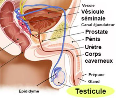 schéma organes génitaux mascculins