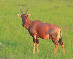 topi antilope