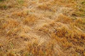 Herbbe Pelouse Sec Séché Vieille Jaune MegaDico Définition