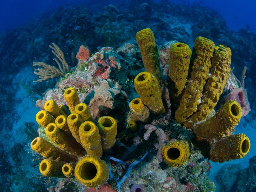 éponge Mer Eau Animal - Définition MegaDico